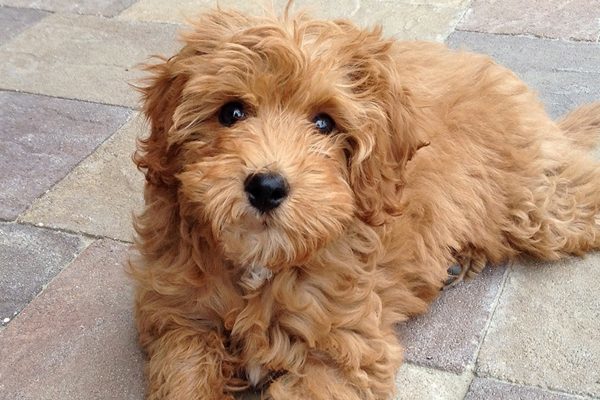 popular dog crossbreeds