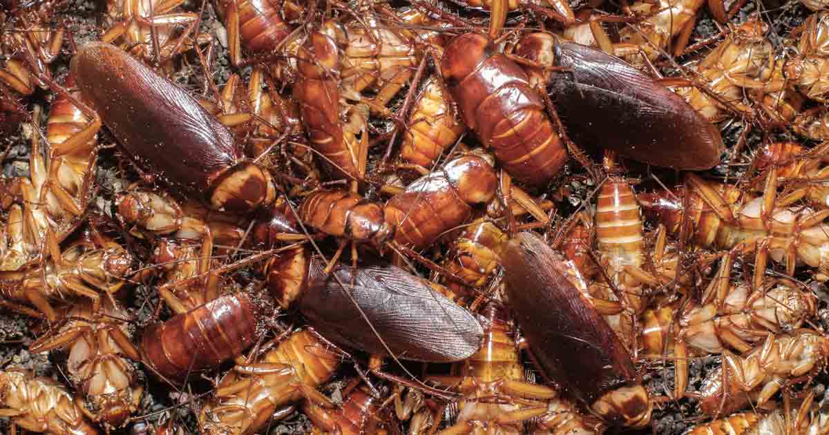 Which Super Gross Pests Are You Battling In YOUR Home? | Stay At Home Mum