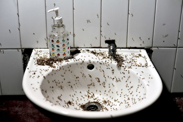 Sink infested with flies | Stay at Home Mum.com.au
