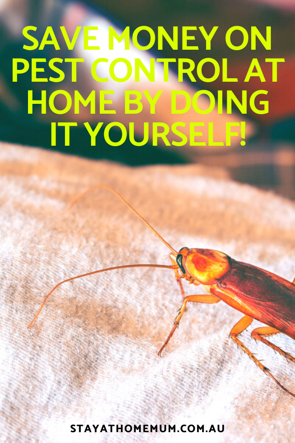 Save Money on Pest Control at Home By Doing it Yourself | Stay at Home Mum.com.au
