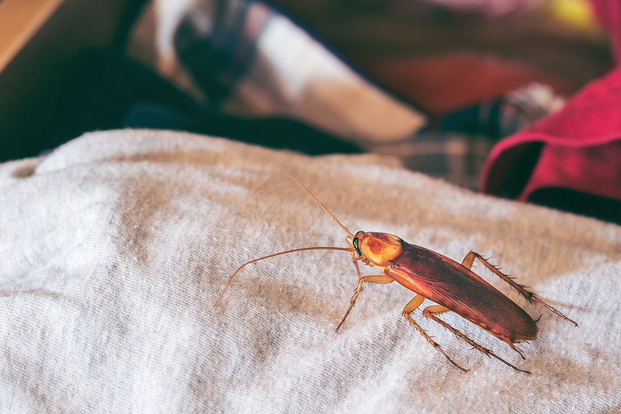 Save Money on Pest Control at Home By Doing it Yourself!