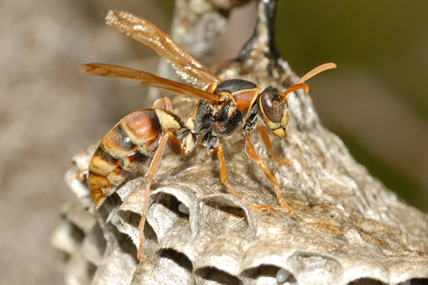 Paper wasp 2 | Stay at Home Mum.com.au