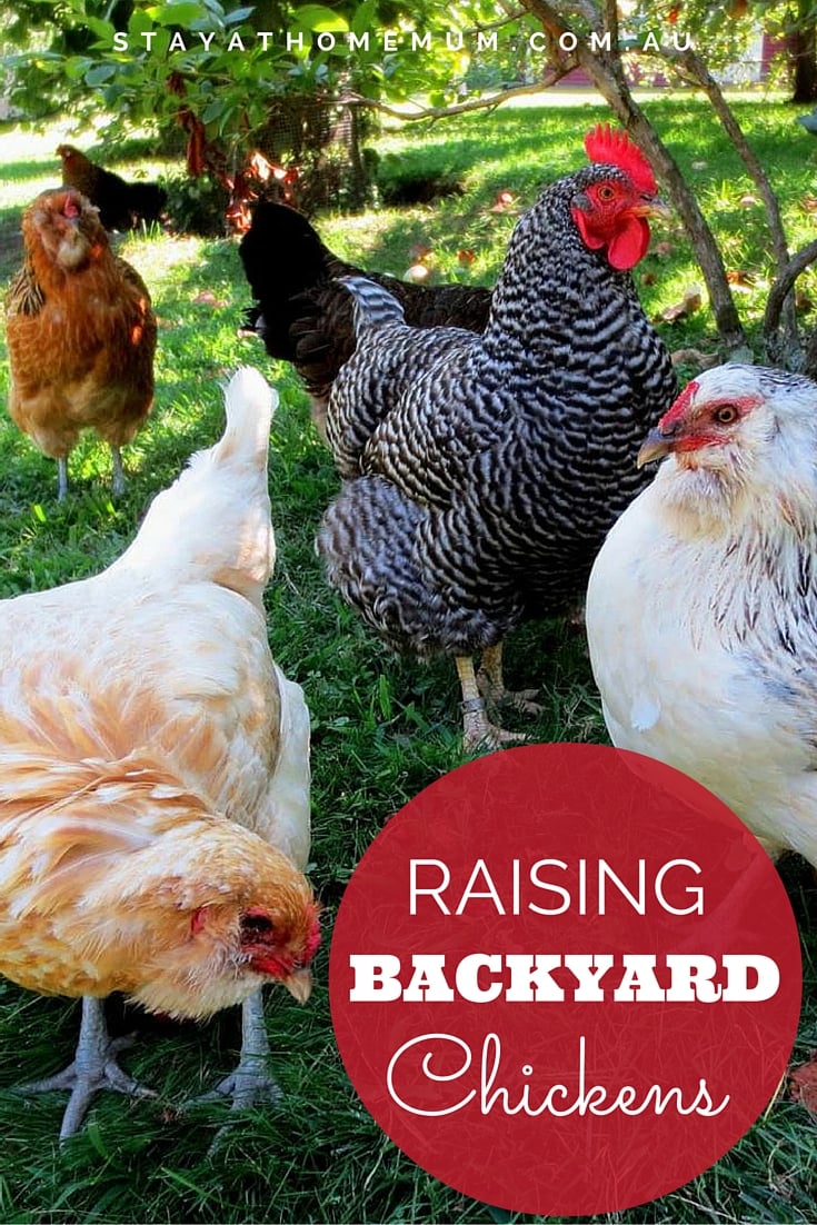 Keeping Backyard Chickens | Stay at Home Mum
