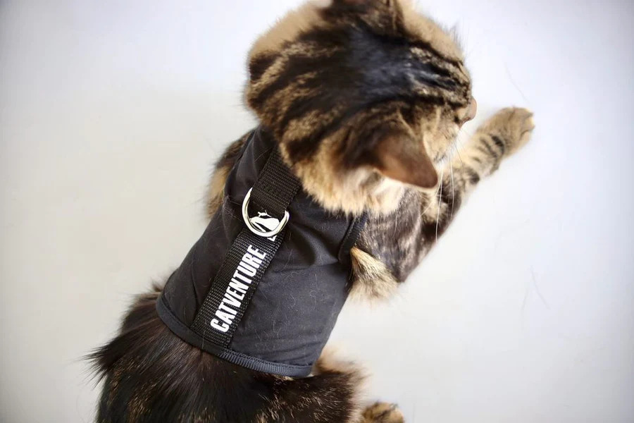15 Easy Ways Owners Can Start Walking Cats With a Cat Harness