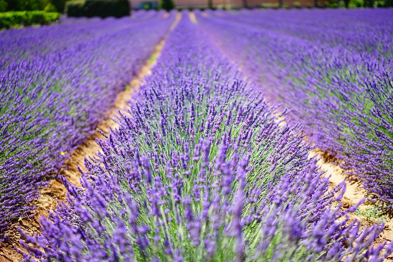 Tips For Cleaning with Lavender Oil