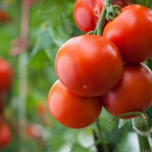 Tips On How To Grow Tomatoes
