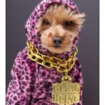 dog with bling1 | Stay at Home Mum.com.au