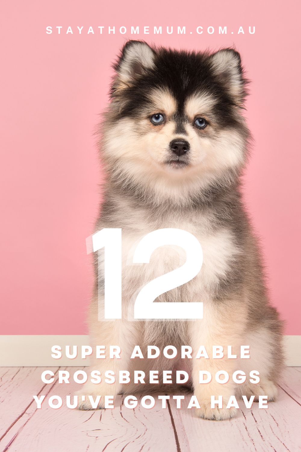 12 Super Adorable Crossbreed Dogs You've Gotta Have I Stay at Home Mum