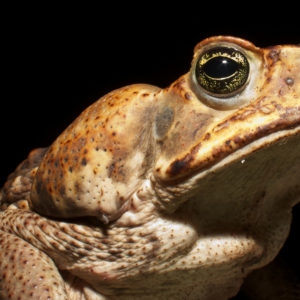 5 Ways To Get Rid Of Cane Toads