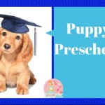 Puppy Preschool | Stay at Home Mum
