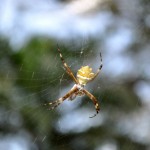 6 Ways to Keep Spiders Away | Stay At Home Mum