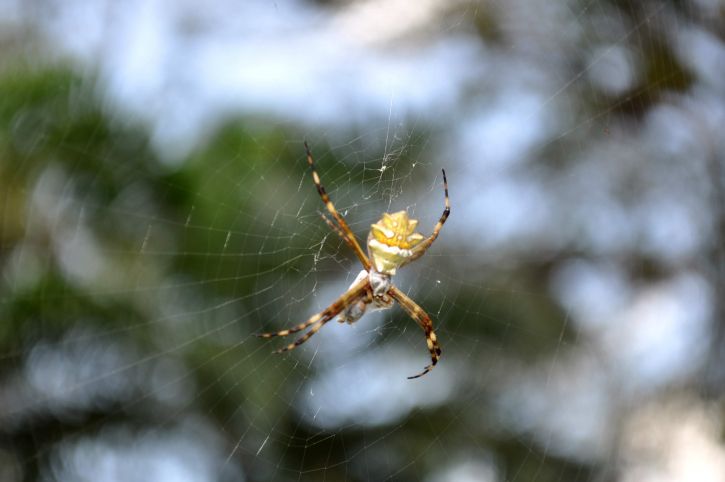 6 Ways To Keep Spiders Away