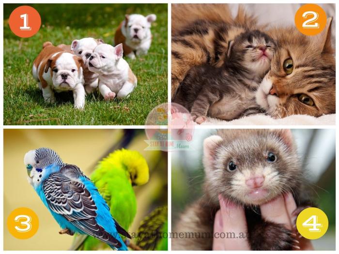 Four Top Family Pets