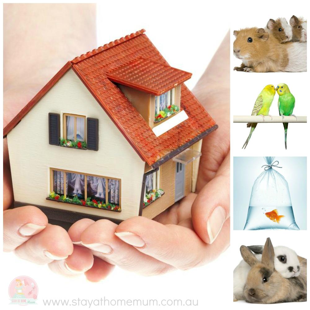 Small Pets For Small Homes | Stay At Home Mum