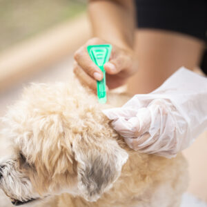 6 Flea and Tick Prevention Tips