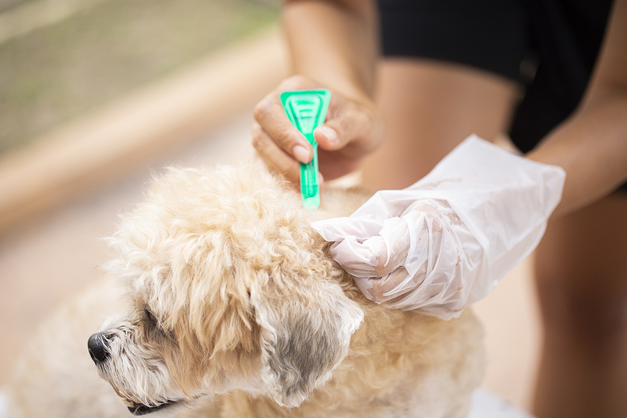 6 Flea and Tick Prevention Tips