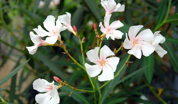 are geraniums poisonous to humans awesome australia s most poisonous plants australian geographic of are geraniums poisonous to humans | Stay at Home Mum.com.au