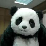 No to panda | Stay at Home Mum.com.au