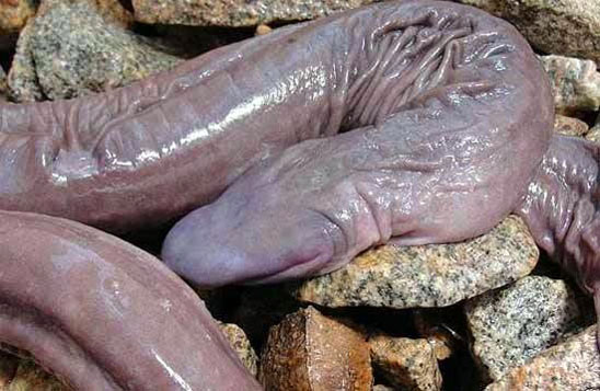 30 Things That Look Like A Penis (But Aren't!) | Stay At Home Mum