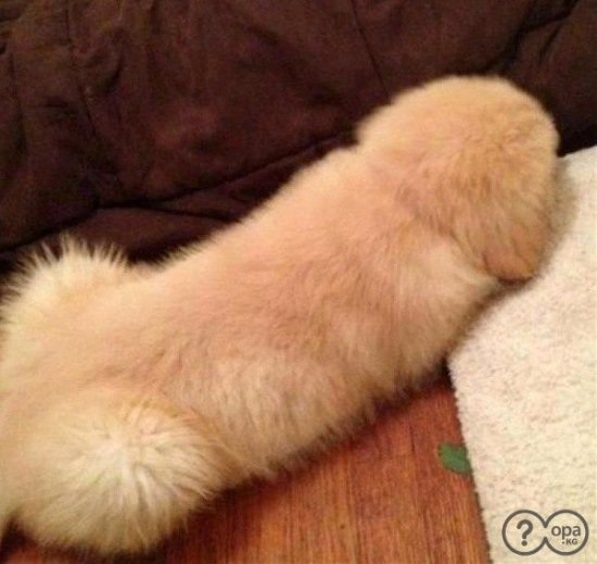 30 Things That Look Like A Penis (But Aren't!)