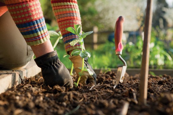 The 7 Vegetables That Are Easiest To Grow