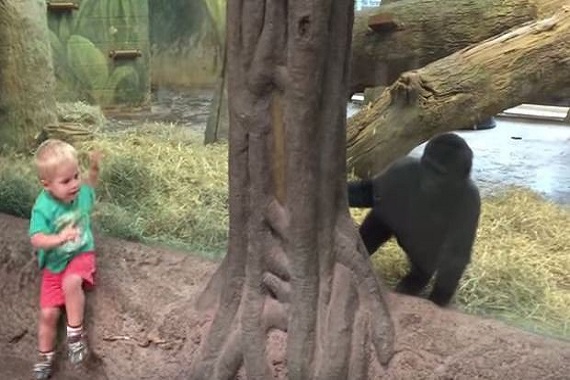 Toddler Plays Peek-A-Boo With A Gorilla!