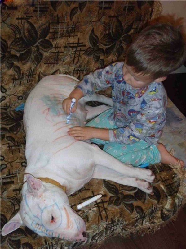 boy draws on his dogs body | Stay at Home Mum.com.au