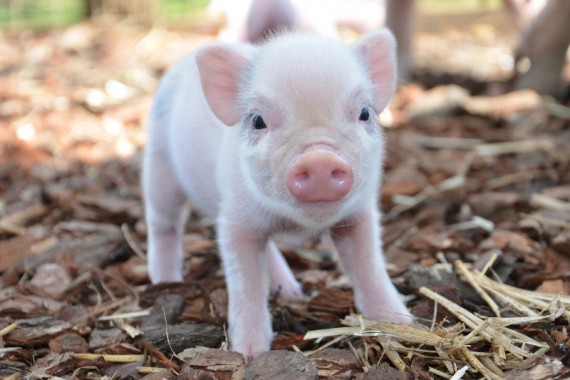 This Mini Pig Will Teach You How To Enjoy Autumn