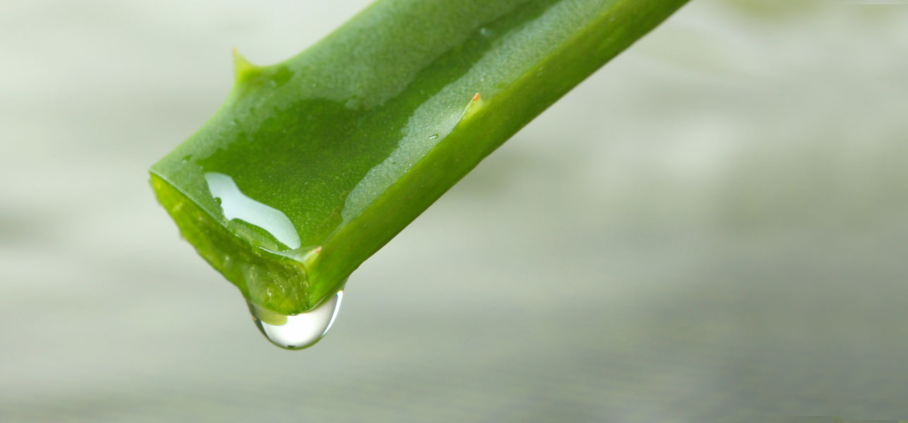 21 Reasons Why You Need An Aloe Vera Plant In Your Backyard | Stay At Home Mum