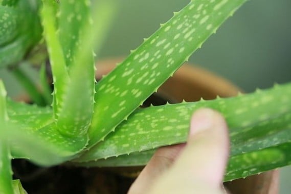 21 Reasons Why You Need An Aloe Vera Plant In Your Backyard