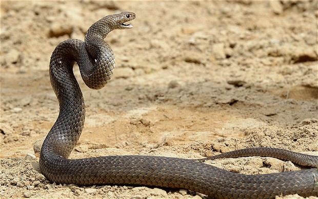 First Aid: How To Treat A Snake Bite I Stay at Home Mum