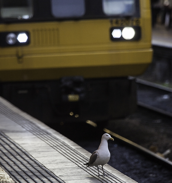 Birds On a Train Is The New Snakes On A Plane