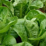 Urgent Recall For Bagged Lettuce Due To Salmonella Outbreak | Stay At Home Mum