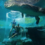crocosaurus cage death | Stay at Home Mum.com.au