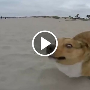 Dogs Who Fail at Being Dogs