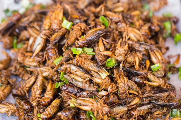 bigstock Cricket Bug Fried Asian Insect 180993190 e1503112554580 | Stay at Home Mum.com.au
