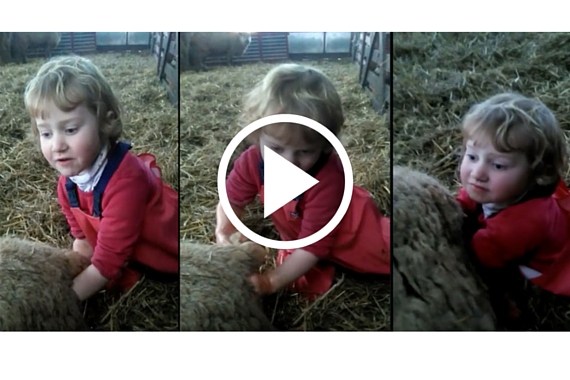 Three Year Old Girl Delivers A Lamb All By Herself
