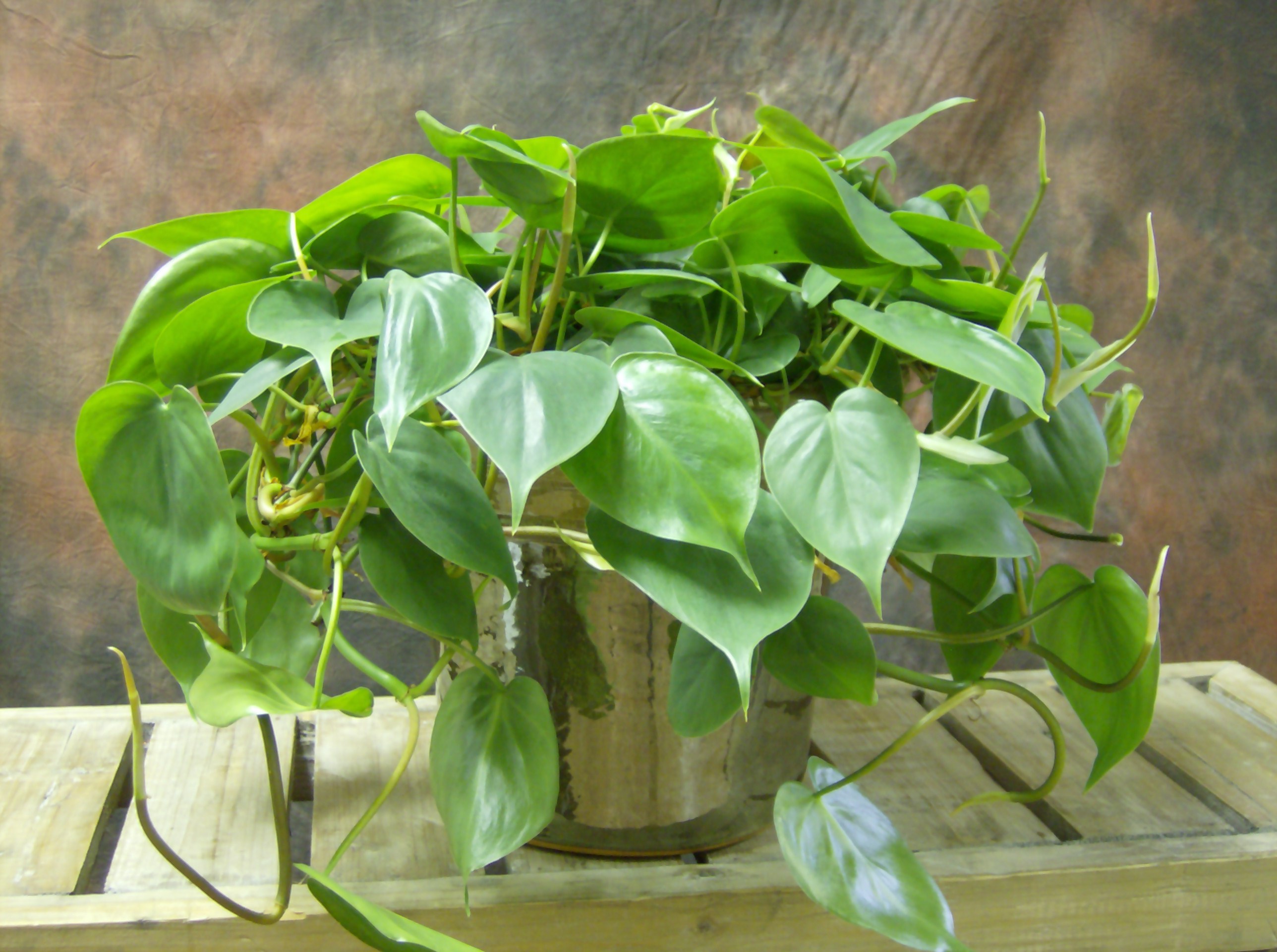 8 Poisonous Houseplants That Could Endanger Your Pets And Children | Stay At Home Mum