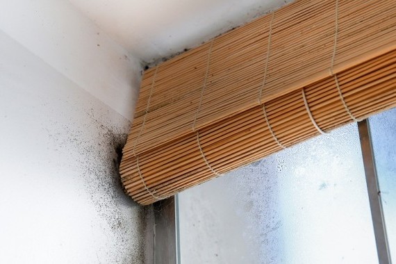 Mould In Your Home Can Be Toxic