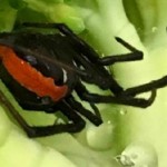 Redback Spider in Woolies Broccoli | Stay at Home Mum.com.au