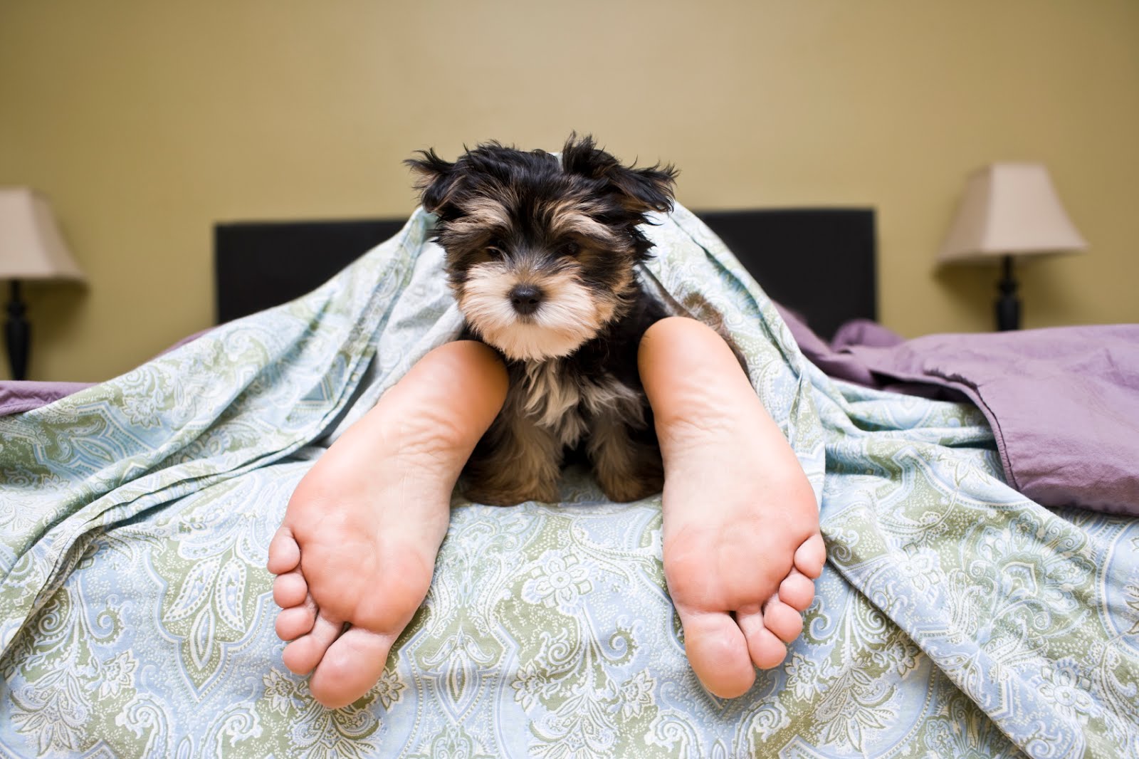 sleep puppy iStock 000015227531Medium | Stay at Home Mum.com.au