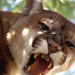 Mum Saves Son By Pulling His Head From Mountain Lion's Mouth | Stay at Home Mum