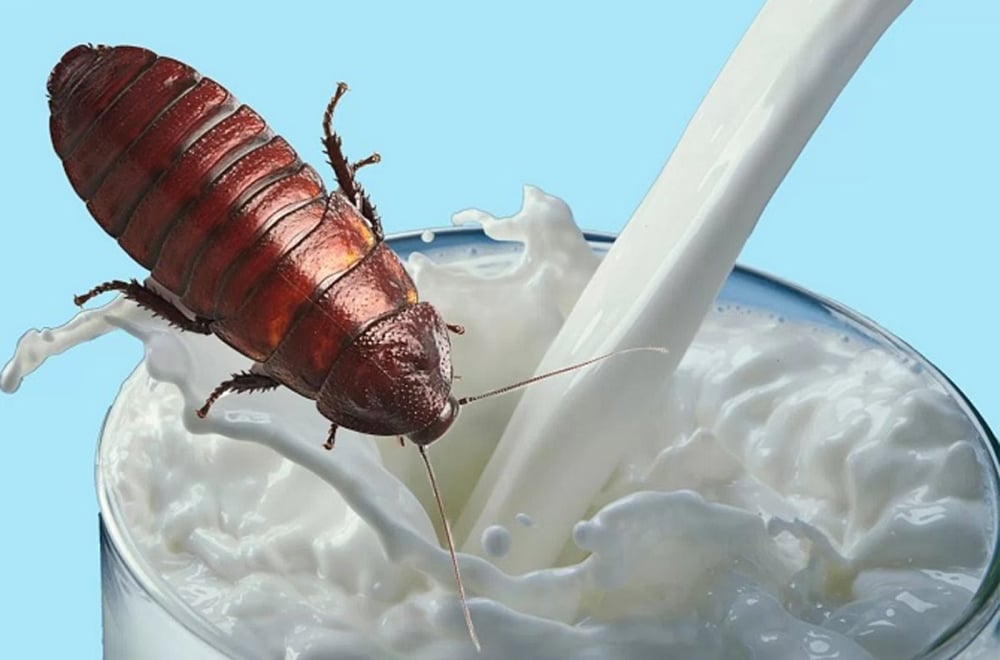 How About An Ice Cold Glass Of Cockroach Milk?