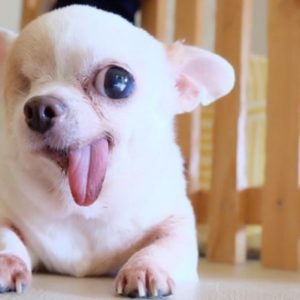 12 Dogs On Instagram Who Have More Followers Than You Do