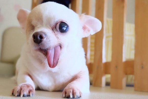 12 Dogs On Instagram Who Have More Followers Than You Do