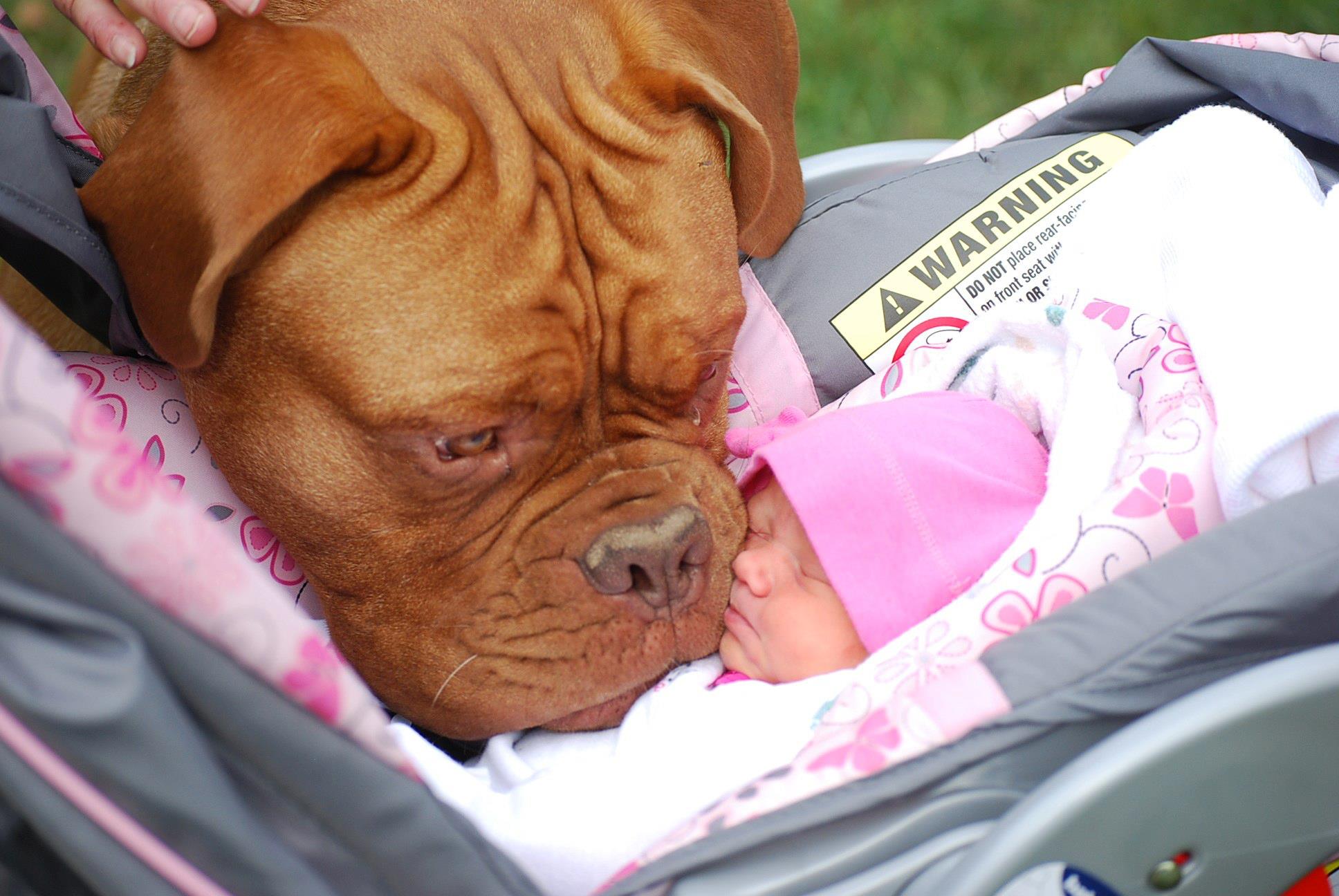 What You Need To Know About Babies And Pets I Stay at Home Mum