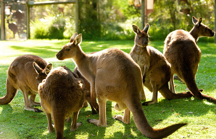 10 Great Things to do In Victoria for Fathers Day | Stay at Home Mum
