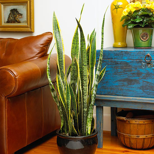 10 Undemanding Indoor Plants To Have In Your House Or Office | Stay At Home Mum
