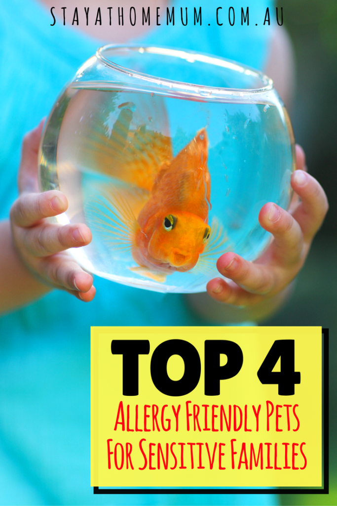 Top 4 Best Allergy Friendly Pets For Sensitive Families Stay at Home Mum