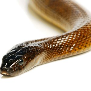 First Aid: How To Treat A Snake Bite